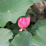 Phenylade Mix