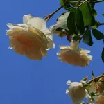 Delical